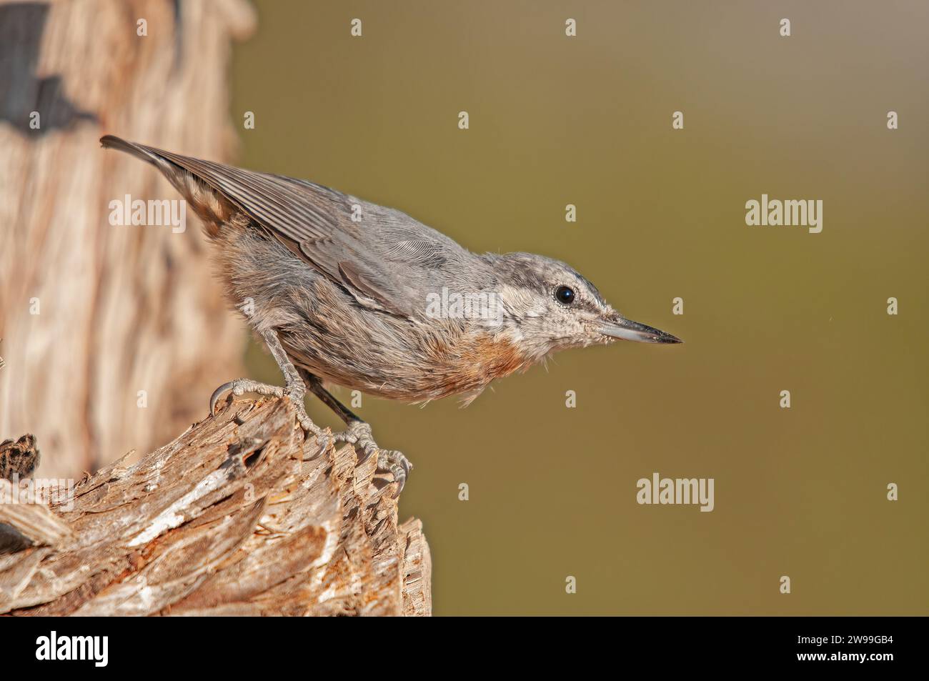 Bird species endemic to Anatolia. Krüper`s Nuthatch, Sitta krueperi. Stock Photo
